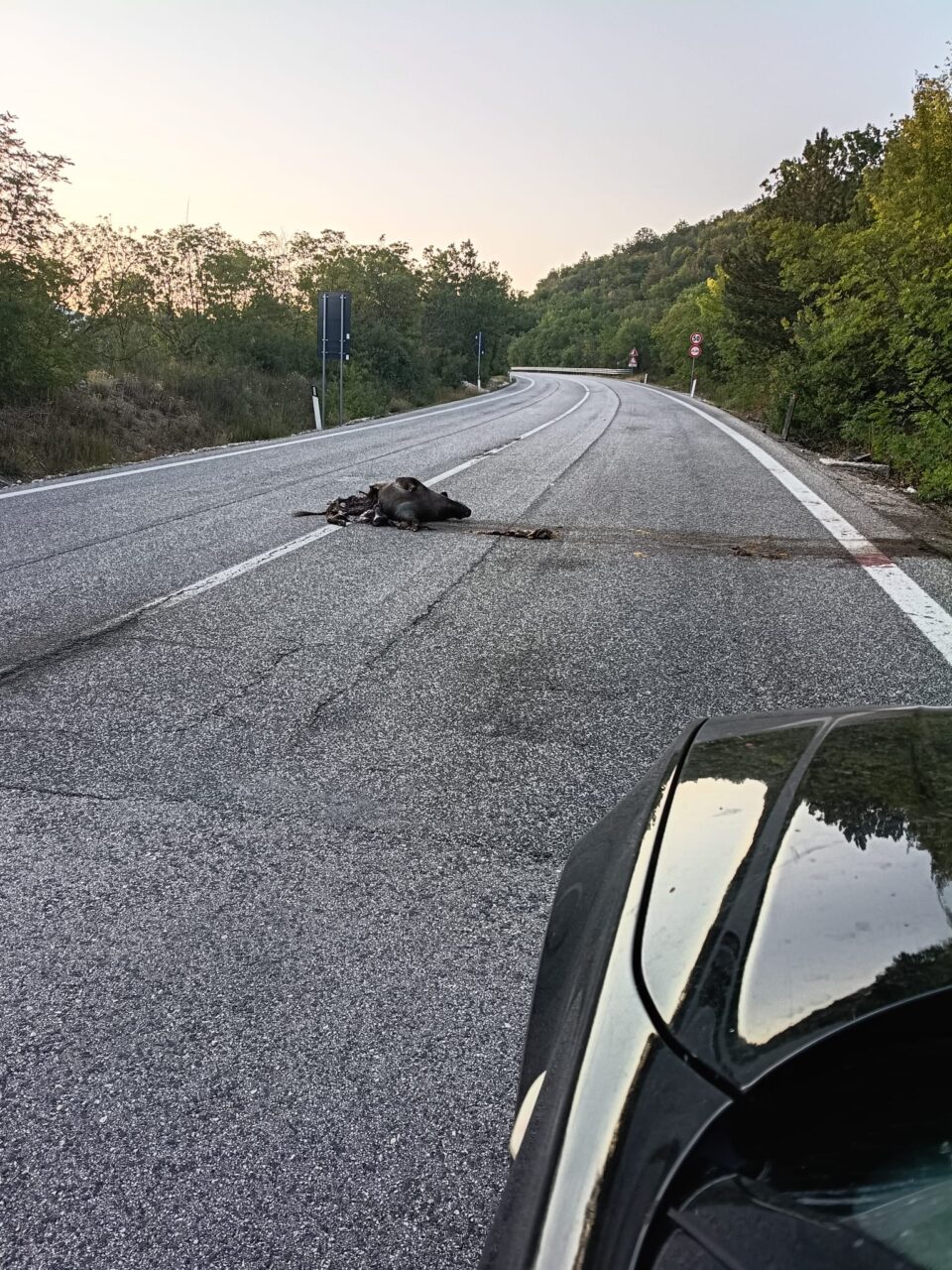 Fauna selvatica investita su strade aquilane 2026