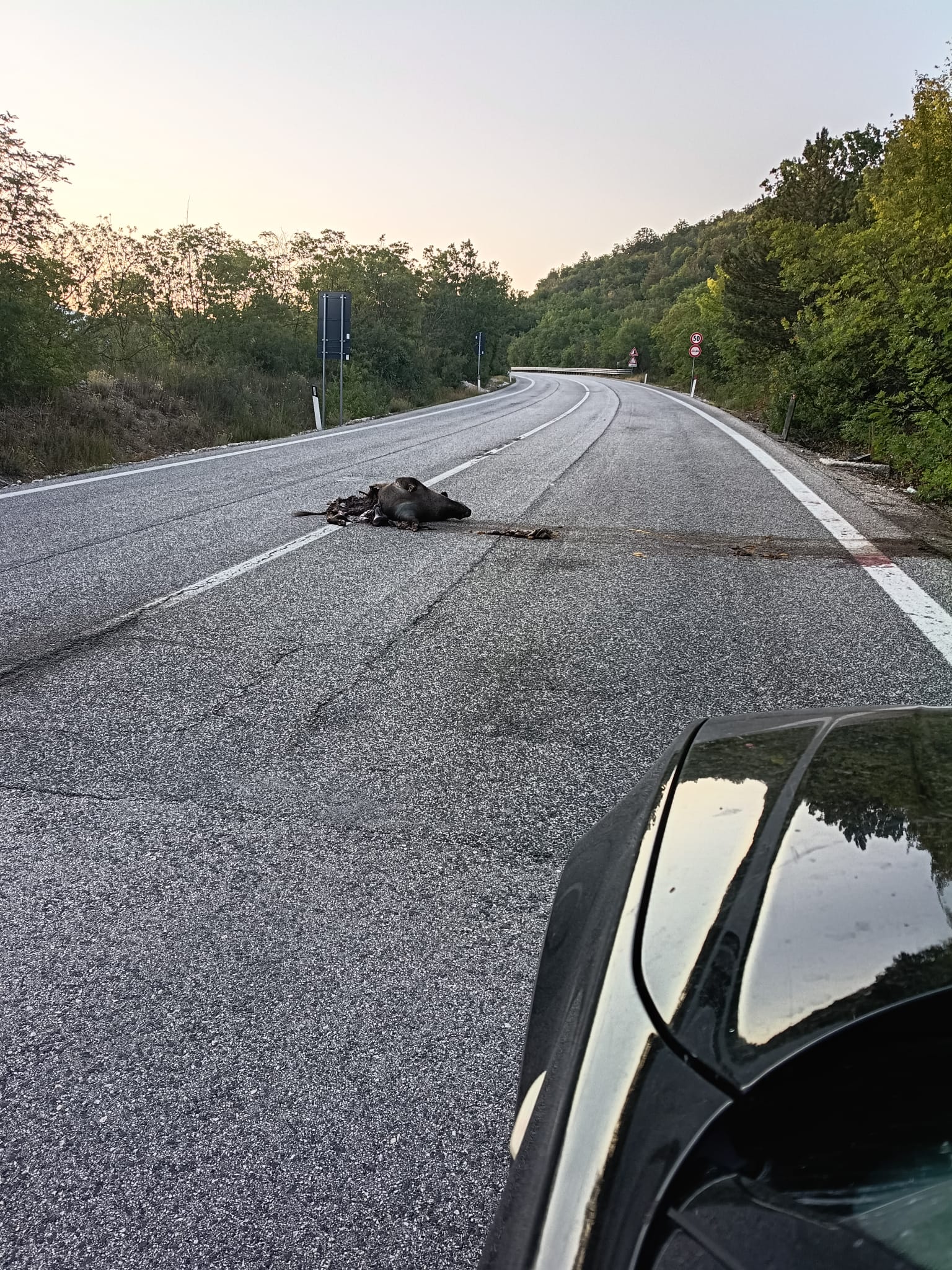 Fauna selvatica investita su strade aquilane 2026